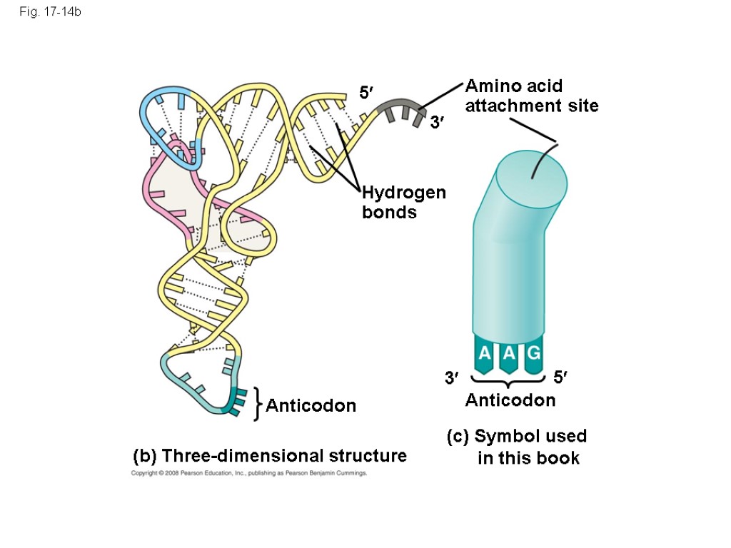 Fig. 17-14b Amino acid attachment site 3 3 5 5 Hydrogen bonds Anticodon Anticodon